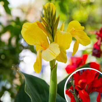 Canna Lily - Canna 
