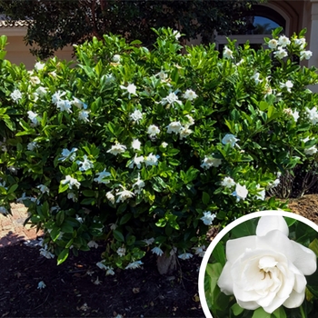 Miami Supreme Gardenia - Gardenia jasminoides 'Miami supreme'