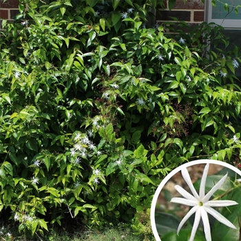 Angelwing Jasmine - Jasminum nitidum