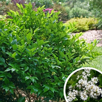 Japanese Privet - Ligustrum japonicum