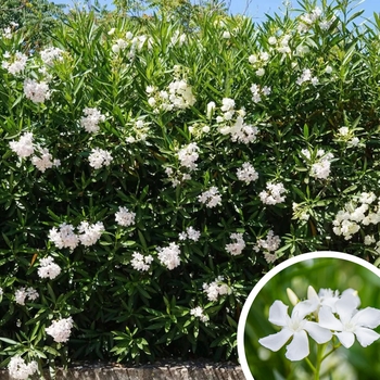Oleander - Nerium oleander