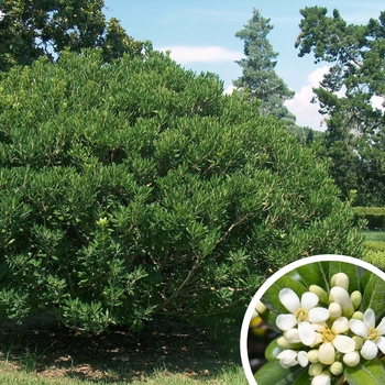 Mock Orange (Pittosporum) - Pittosporum tobira