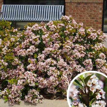 Indian Hawthorne - Rhaphiolepis indica