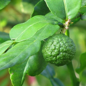Kieffer (Kaffir) Lime - Citrus hystrix