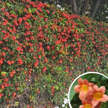 Crossvine (Tangerine Vine) - Bignonia capreolata