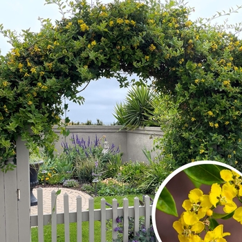 Yellow Orchid (Butterfly Vine) - Callaeum macropterum