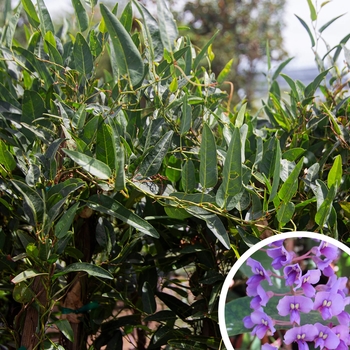 Lilac Vine (Hardenbergia) - Hardenbergia violacea