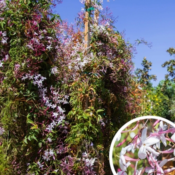 Pink Jasmine - Jasminium polyanthum 