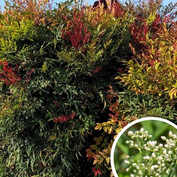 Gulf Stream Heavenly Bamboo - Nandina domestica 'Gulf Stream'