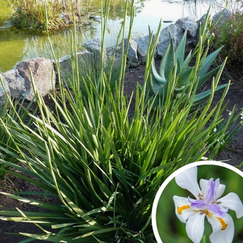 Fortnight Lily (Morea Iris) - Dietes iridioides