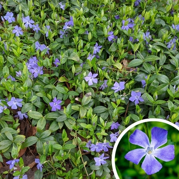 Vinca Vine (Greater Periwinkle) - Vinca major