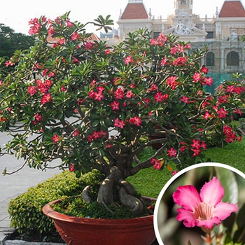 Desert Rose - Adenium obesum