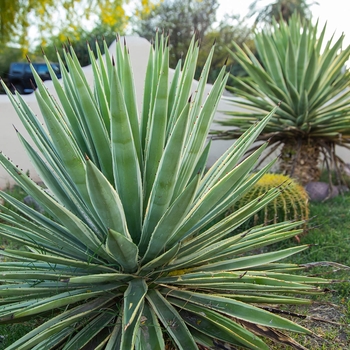 Caribbean Agave - Agave angustifolia 