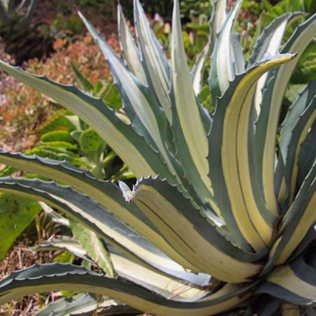 Agave Mediopicta - Agave americana 'mediopicta alba'