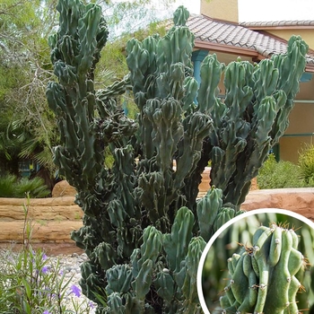 Monstrose Cereus Cactus - Cereus peruvianus 'monstrosus'