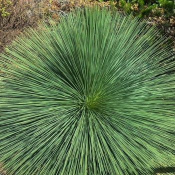 Toothless Sotol - Dasylirion quadrangulatum (longissimum)