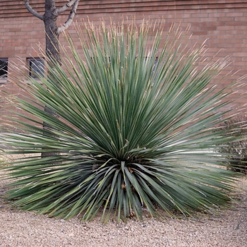 Desert Spoon - Dasylirion wheeleri