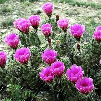 Hedgehog Cactus - Echinocereus