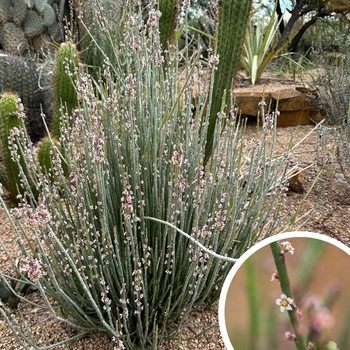 Candelilla - Euphorbia antisyphilitica