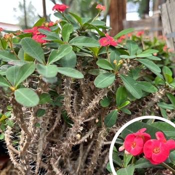 Crown of Thorns - Euphorbia milii