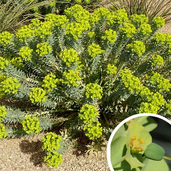 Gopher Plant - Euphorbia rigida