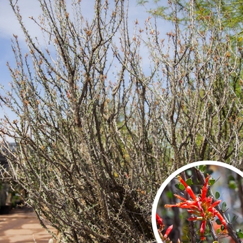Mexican Tree Ocotillo - Fouquieria macdougalii