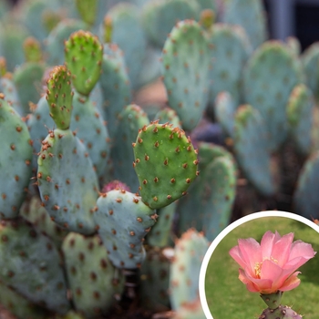 Baby Rita Prickly Pear - Opuntia hybrid ‘Baby Rita’