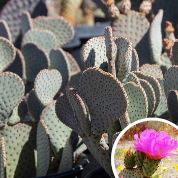 Beavertail Prickly Pear - Opuntia basilaris
