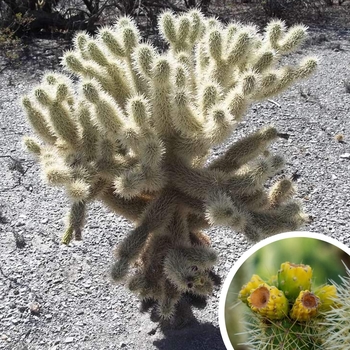 Teddy Bear Cholla - Opuntia bigelovii 