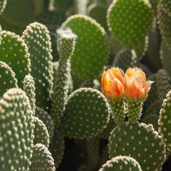 Bunny Ears Cactus - Opuntia microdasys