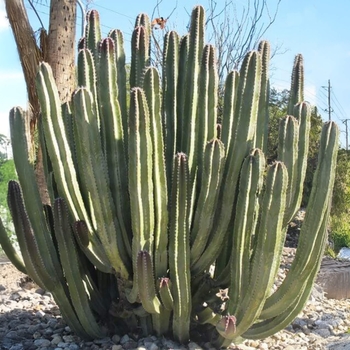 Senita Cactus - Pachycereus schottii