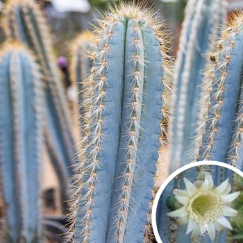 Wooly Blue Spires Cactus - Pilocereus pachycladus
