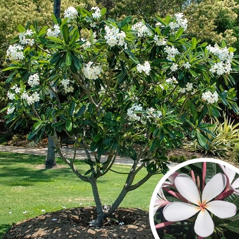 Plumeria (Frangipani) - Plumeria 
