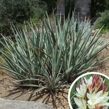 Banana Yucca - Yucca baccata