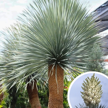 Beaked Blue Yucca - Yucca rostrata
