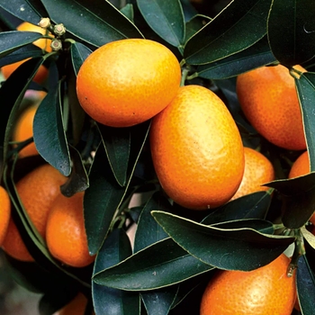Fortunella crassifolia - Meiwa Kumquat