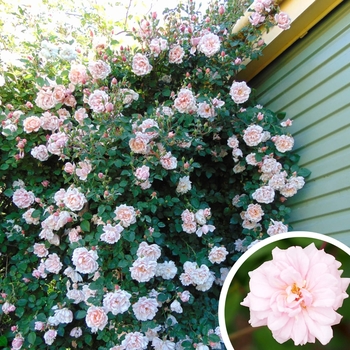 Cecile Brunner Climbing Rose - Rosa 'Cecile Brunner'