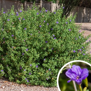 Desert Baja Ruellia - Ruellia peninsularis