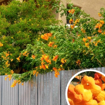 Orange Jubilee Tecoma - Tecoma stans 'Orange Jubilee'