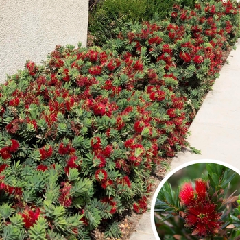 Little John Dwarf Bottlebrush - Callistemon 'Little John'