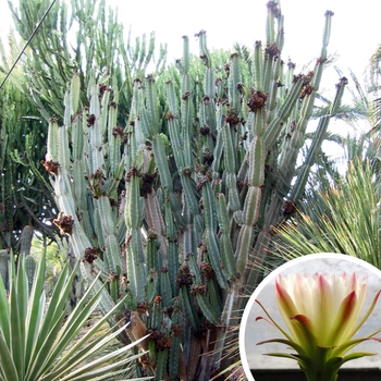 Peruvian Organ Pipe Cactus - Cereus peruvianus