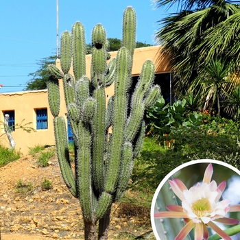 Peruvian Apple Cactus - Cereus repandus