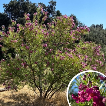 Desert Willow - Chilopsis linearis