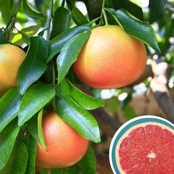 Citrus paradisi 'Ruby Red' - Ruby Red Grapefruit