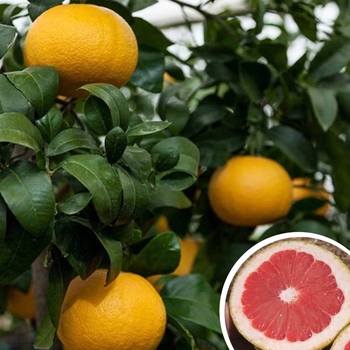 Citrus paradisi 'Rio Red' - Rio Red Grapefruit