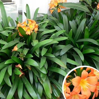 Kaffir (Clivia) Lily - Clivia miniata