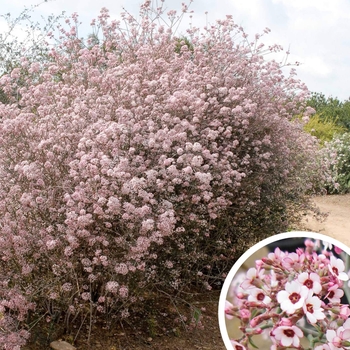 Cherry Blossom Euphorbia (Baja Spurge) - Euphorbia xanti