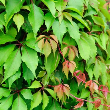 Hacienda Creeper Vine - Parthenocissus 'Hacienda'