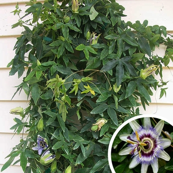 Blue Passion Flower Vine - Passiflora caerulea