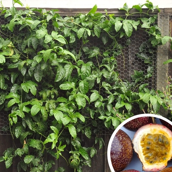 Passion Fruit Vine - Passiflora edulis